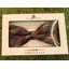  Sophos Motif Bow Tie Racing Multi